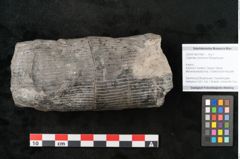 Foto (Objekt + Etikett) von Calamites communis Ettingshausen (NHMW-GEO-2024-0188-10961)